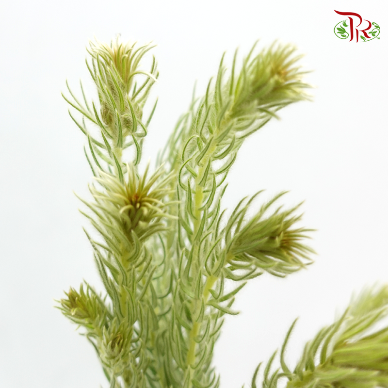 Golden Goose Flower - Green (Per Bunch)