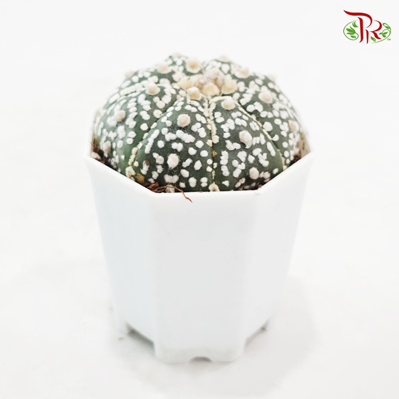 Astrophytum《星球兜》