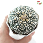 Astrophytum《星球兜》