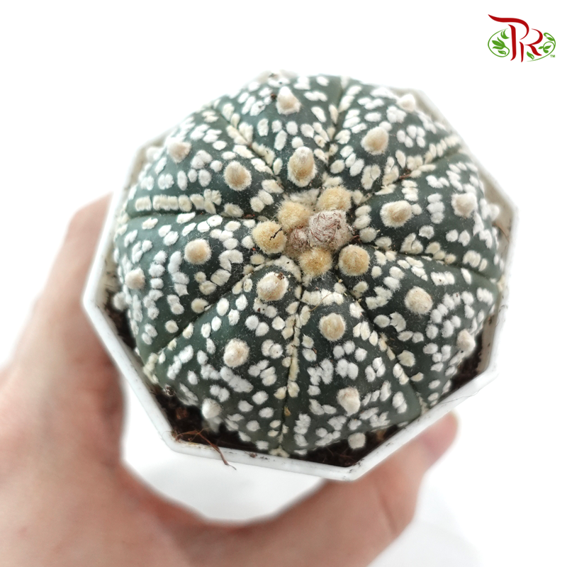 Astrophytum《星球兜》