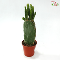 Optuntia Cochenillifera P105《胭脂掌》