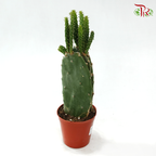 Optuntia Cochenillifera P105《胭脂掌》