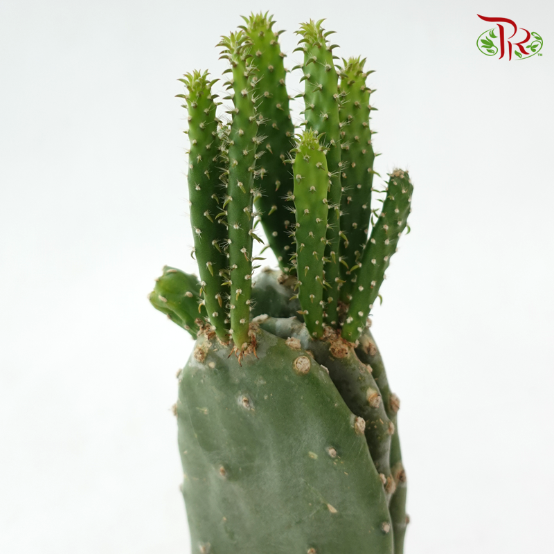 Optuntia Cochenillifera P105《胭脂掌》