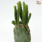 Optuntia Cochenillifera P105《胭脂掌》