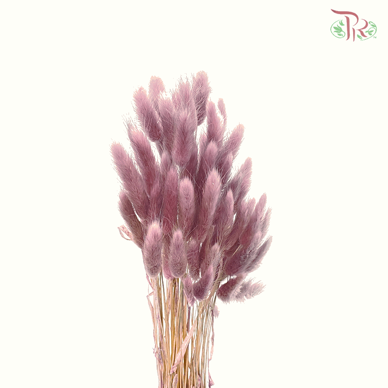 Dry Lagurus Bunny Tail - Dusty Pink (Per Bunch)