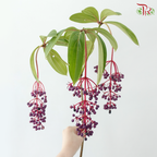 Purple Berry - (Per Stem)