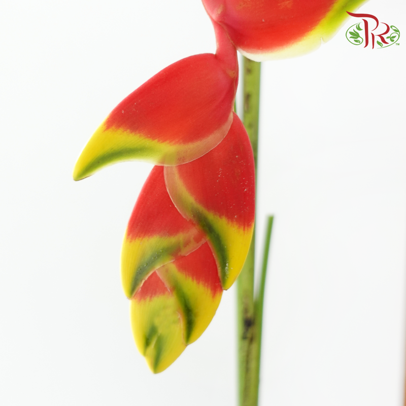 Pendula Fire Cracker - (Per Stem)