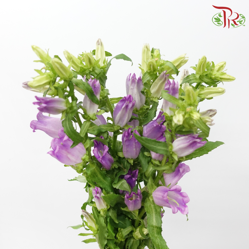 Campanula - Champion Type Lilac (5 Stems)