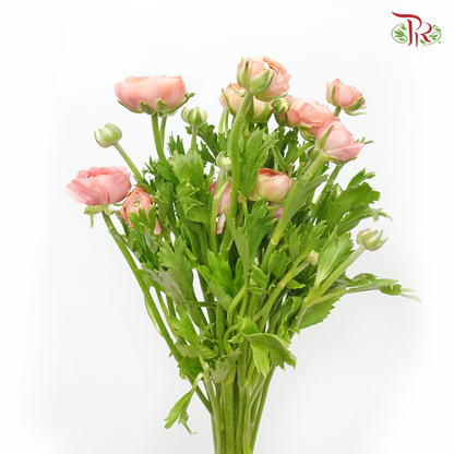 Ranunculus - Pink (10 Stems) *Small Bud (Fragile) - Pudu Ria Florist