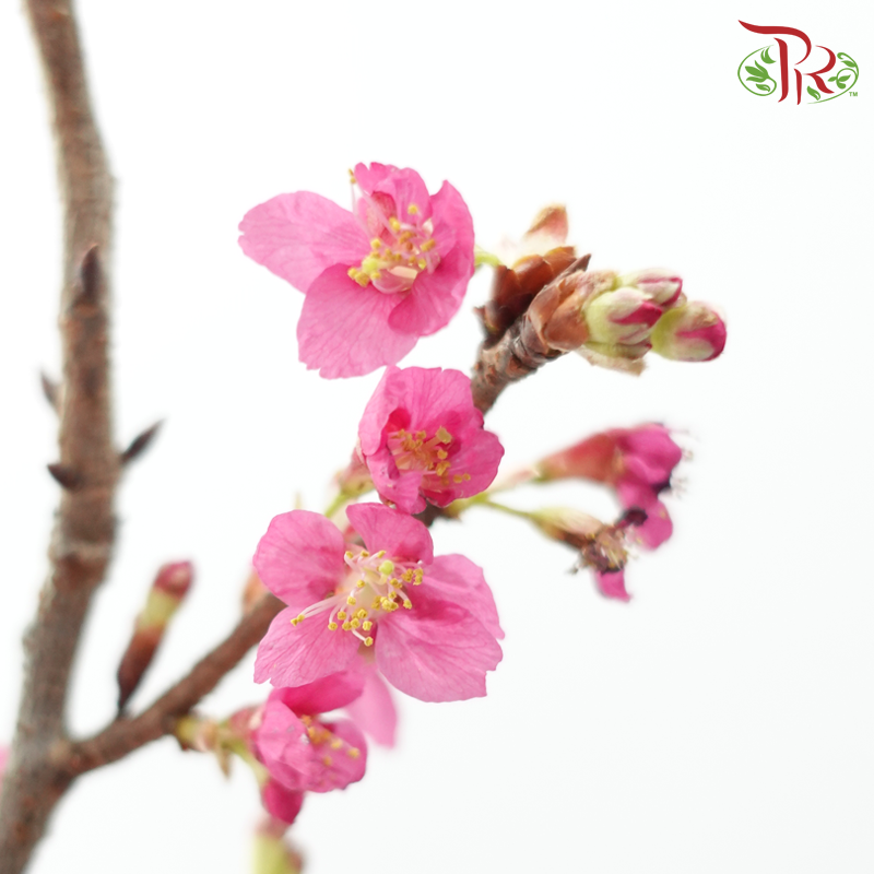 Sakura Blossom《桃花》- Pink (Per Bunch)