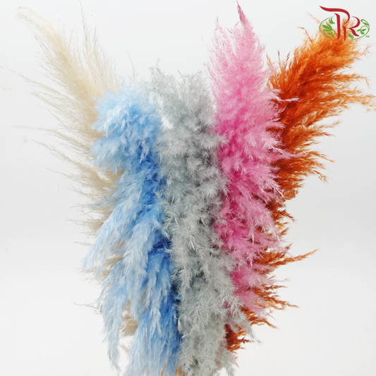 Dry Pampas 100cm - Assorted Colour 01 (5 Stems) - Pudu Ria Florist