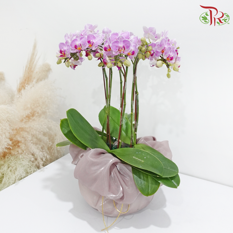 【Gift Series】Orchid Delight (Random Choose Orchid Color) (With Wrapping Cloth Color Options)