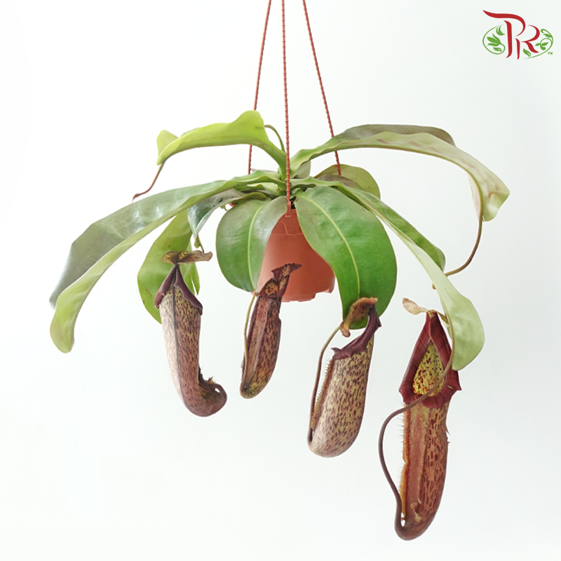 Nepenthes Miranda 150P《翼状猪笼草》