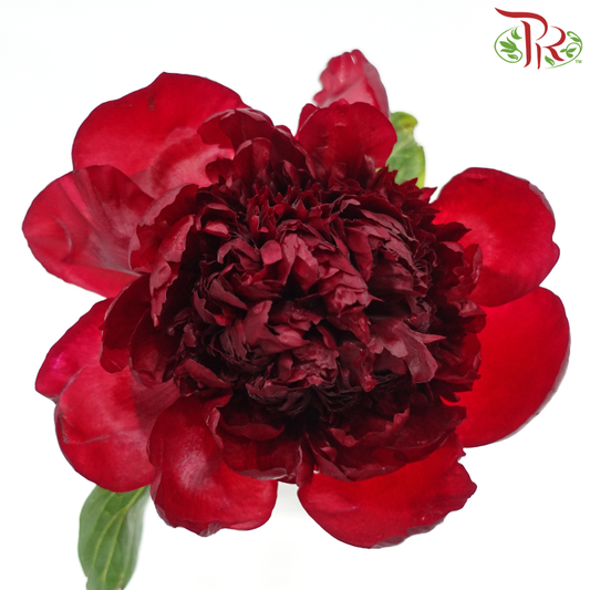 Peony - Red Charm ( 2 Stems )  ***Fragile (Small /Medium Size)