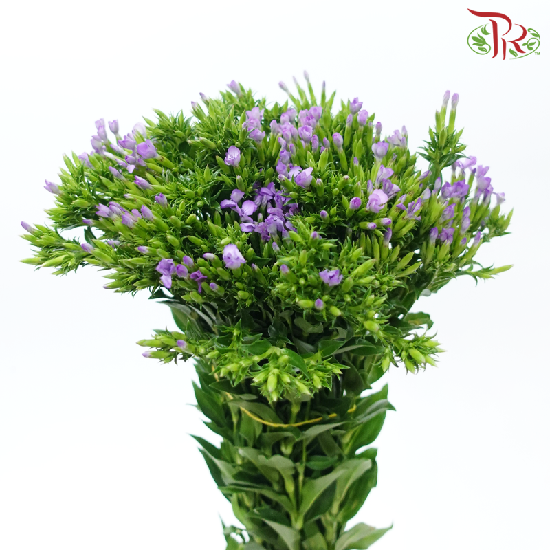 Phlox - Purple Heart (Per Bunch)