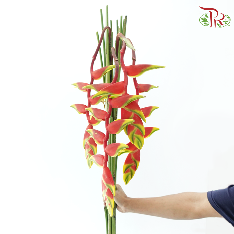 Pendula Fire Cracker - (Per Stem)