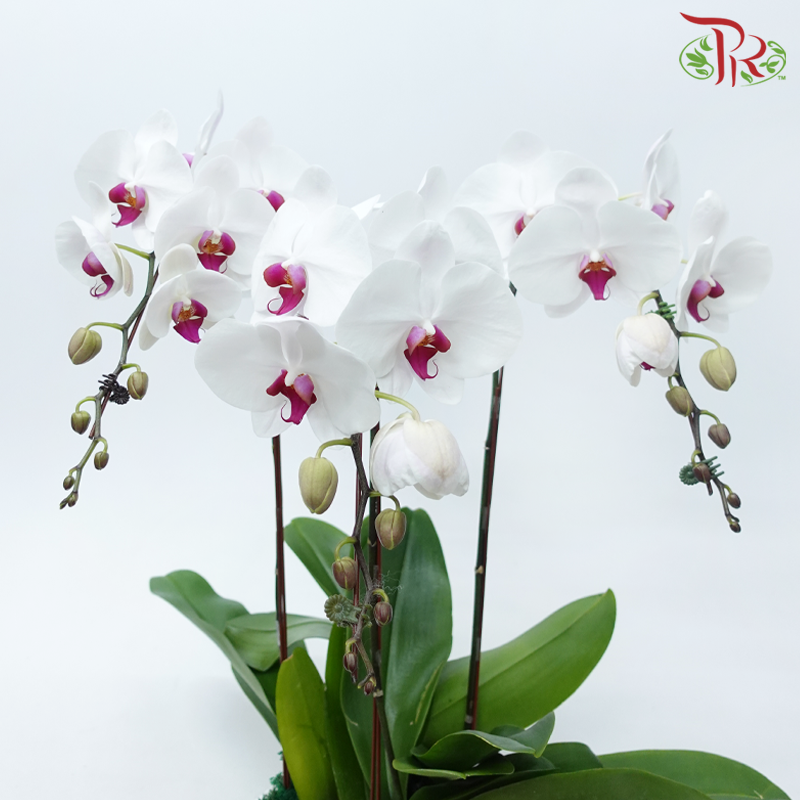 3in1 Premium Orchids Arrangement (Random Choose Orchid Colour & Design)
