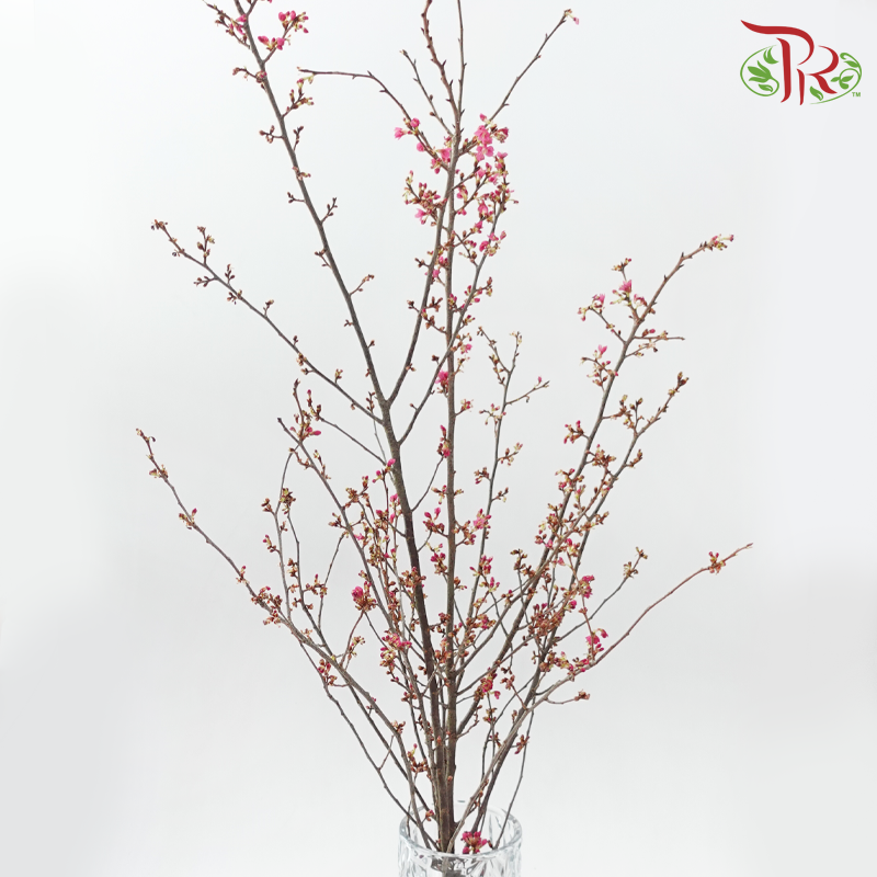 Sakura Blossom《桃花》- Pink (Per Bunch)