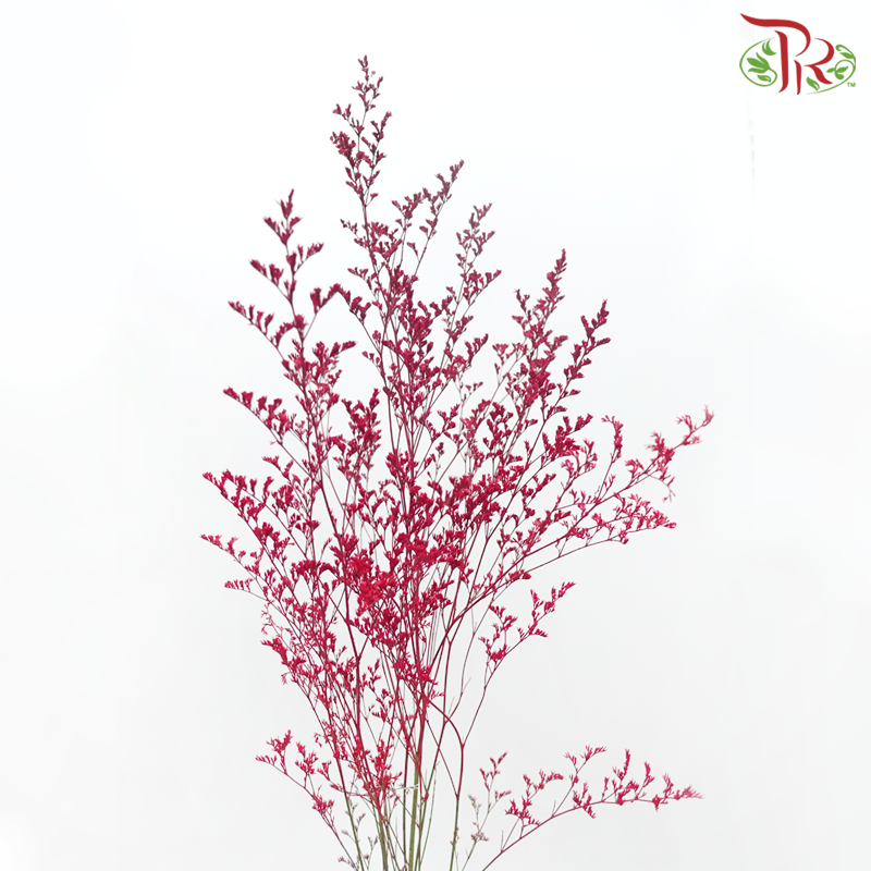 Caspia Dyed - Red (Per Bunch) - Pudu Ria Florist