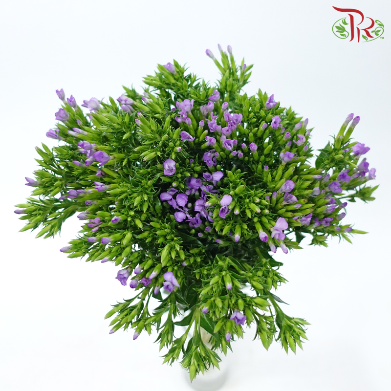 Phlox - Purple Heart (Per Bunch)