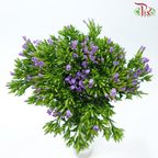 Phlox - Purple Heart (Per Bunch)