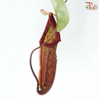 Nepenthes Miranda 150P《翼状猪笼草》
