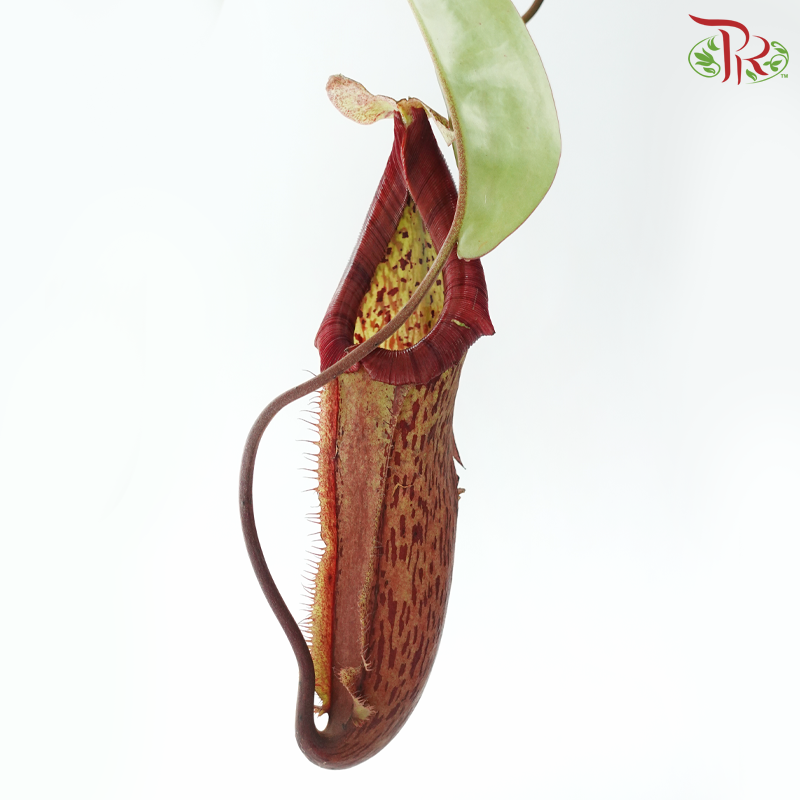 Nepenthes Miranda 150P《翼状猪笼草》