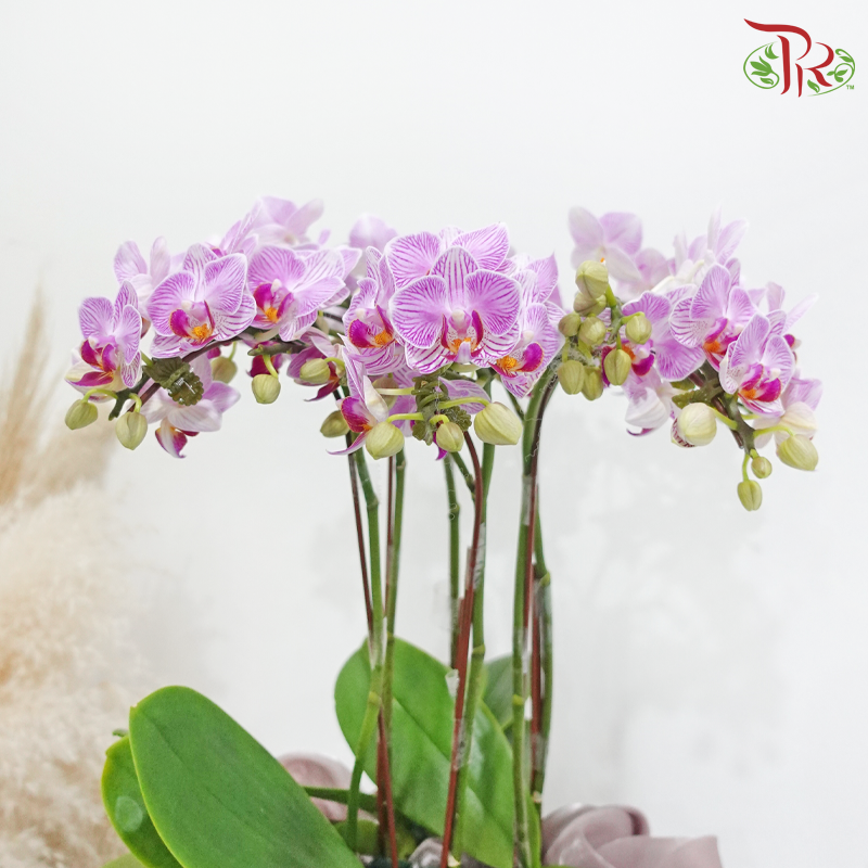 【Gift Series】Orchid Delight (Random Choose Orchid Color) (With Wrapping Cloth Color Options)