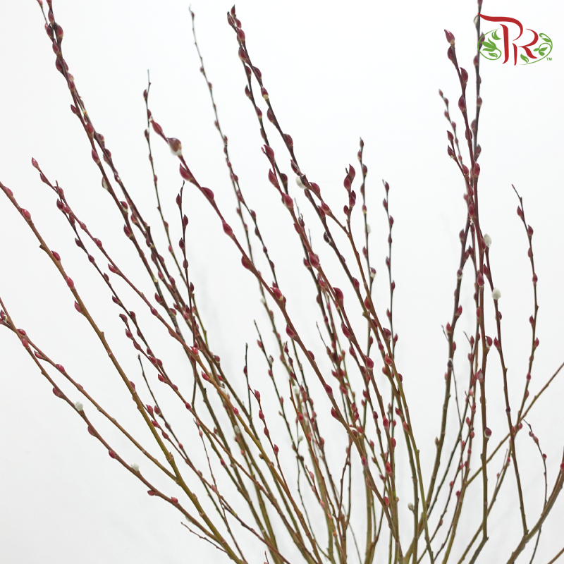 Pussy Willow Plant《银柳》