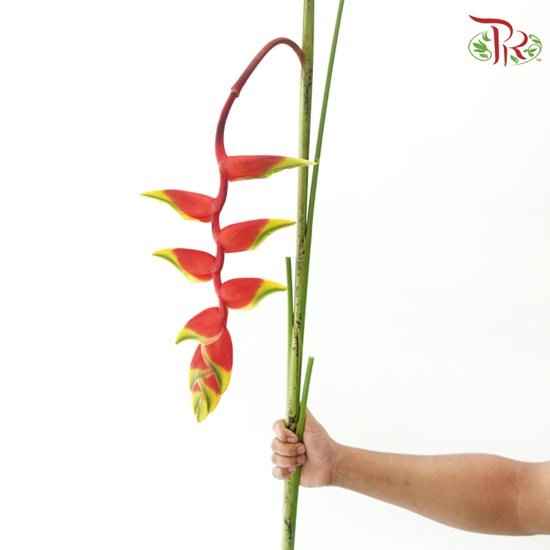 Pendula Fire Cracker - (Per Stem)