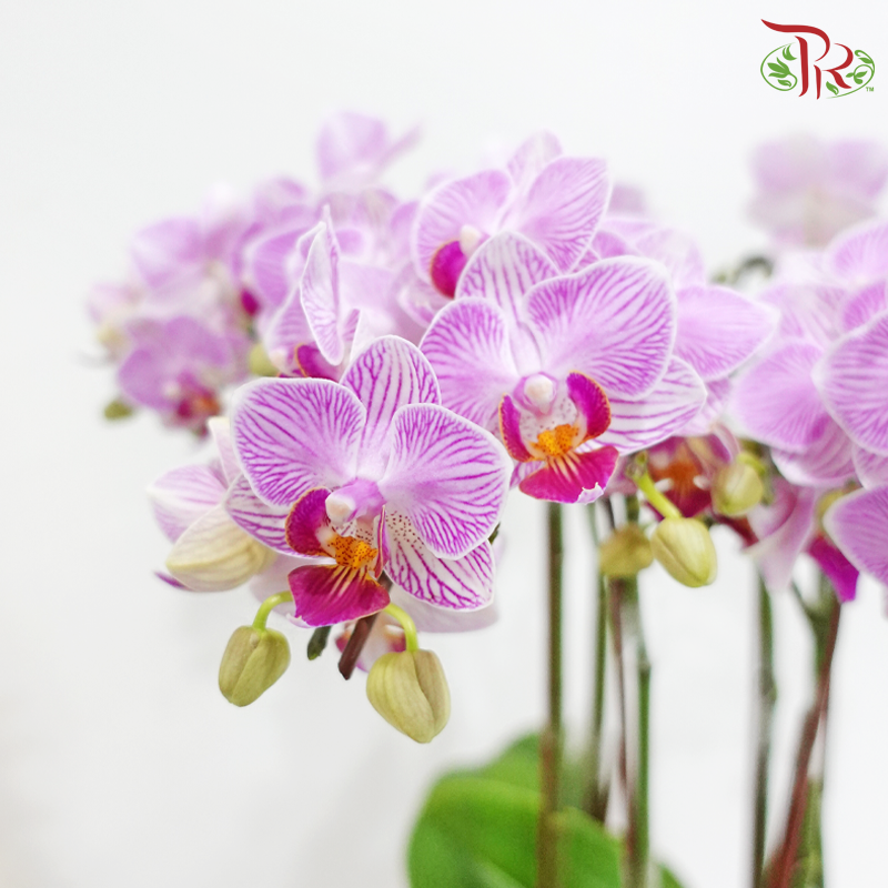 【Gift Series】Orchid Delight (Random Choose Orchid Color) (With Wrapping Cloth Color Options)