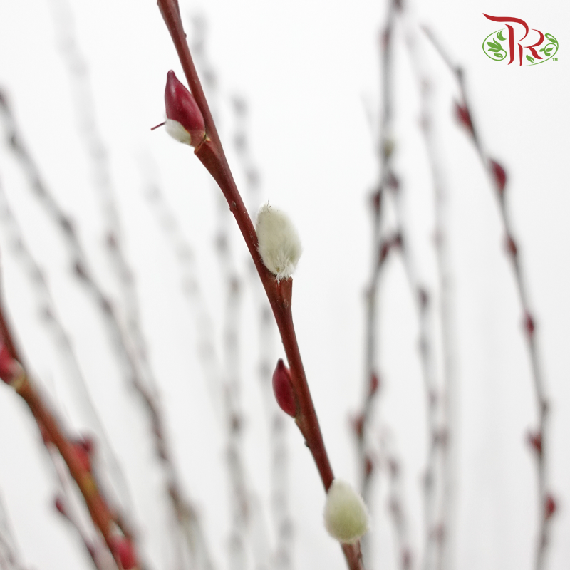 Pussy Willow Plant《银柳》