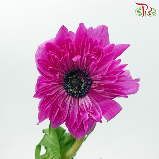 Anemone - Magenta (9-10 Stems) ***FRAGILE - Pudu Ria Florist