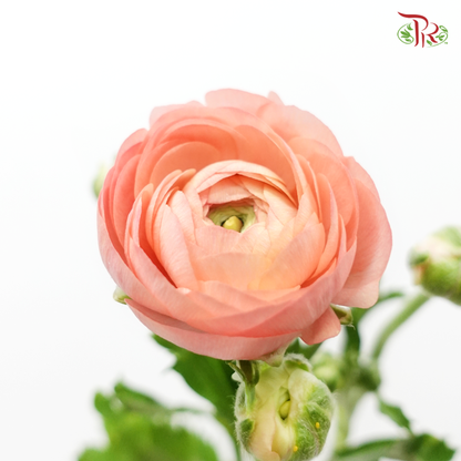 Ranunculus - Pink (10 Stems) *Small Bud (Fragile) - Pudu Ria Florist