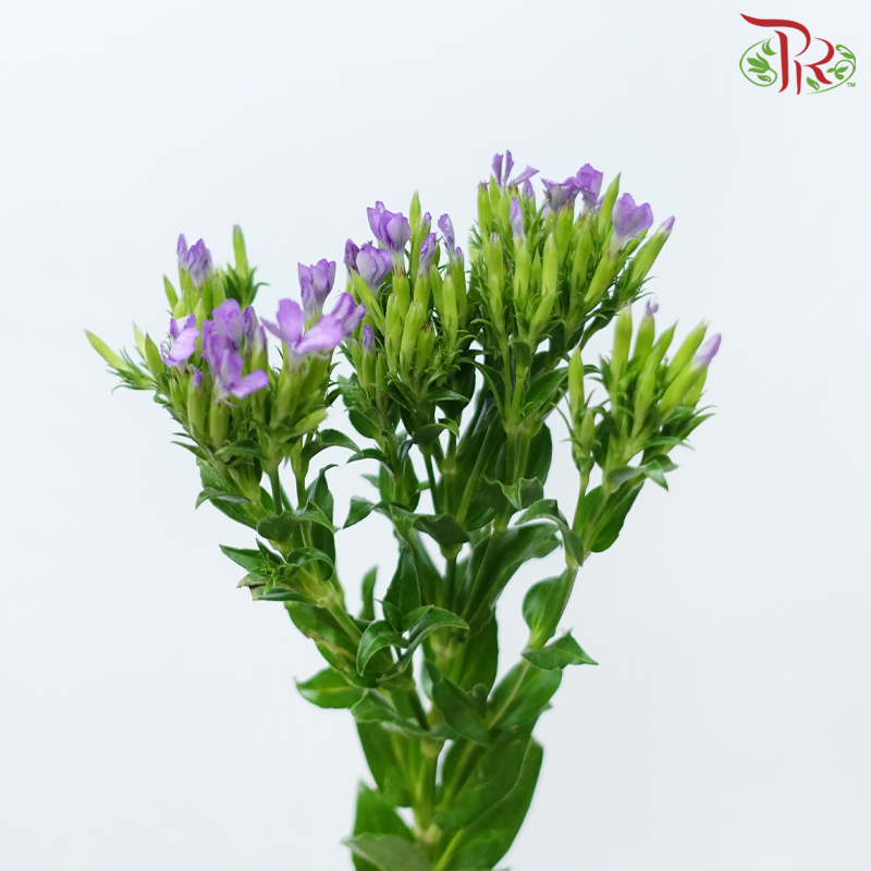 Phlox - Purple Heart (Per Bunch)