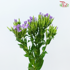 Phlox - Purple Heart (Per Bunch)