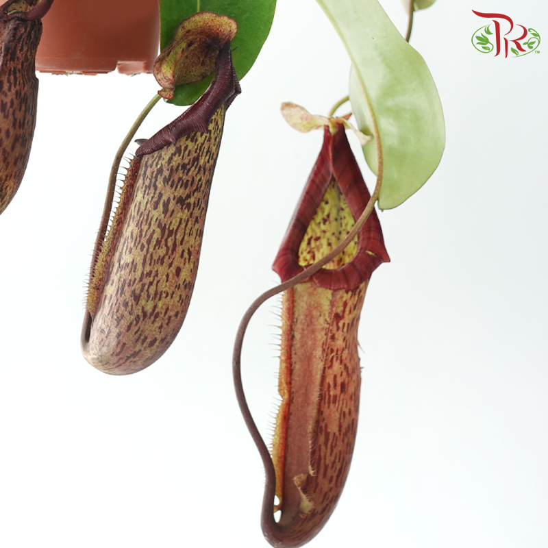 Nepenthes Miranda 150P《翼状猪笼草》
