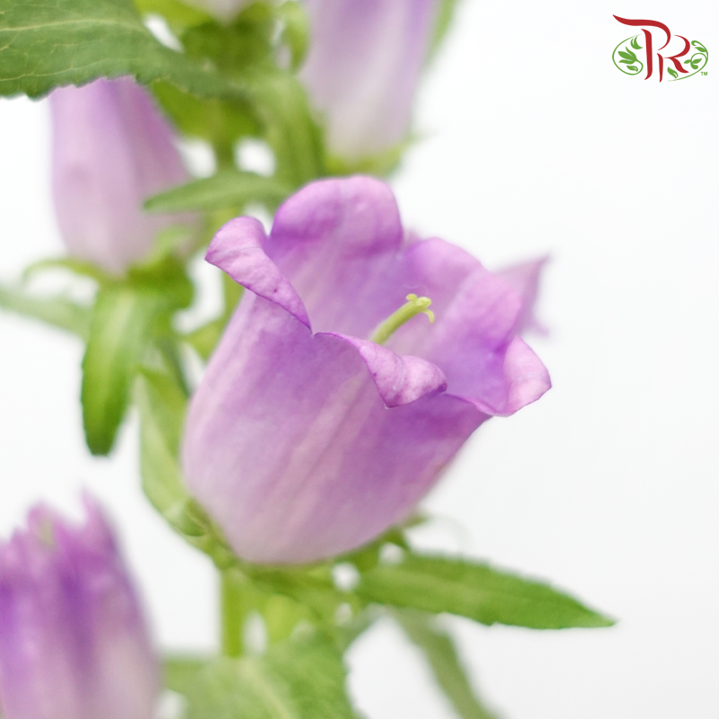 Campanula - Champion Type Lilac (5 Stems)