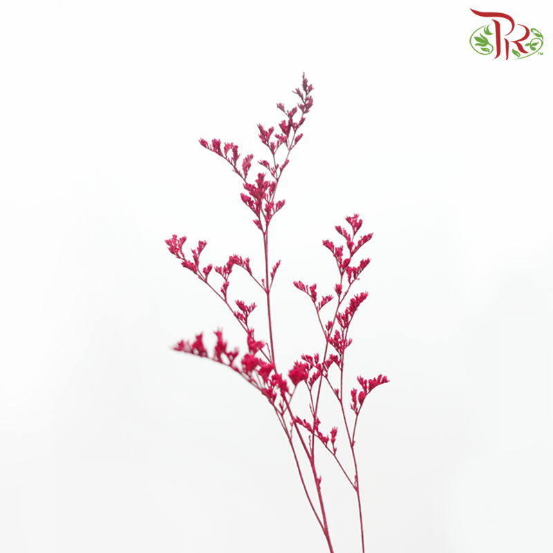 Caspia Dyed - Red (Per Bunch) - Pudu Ria Florist