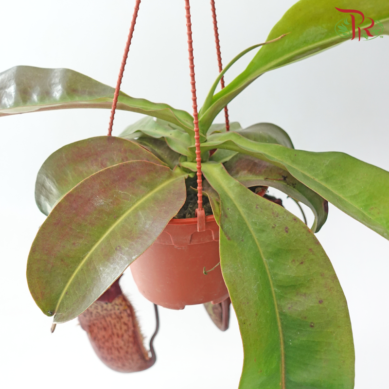 Nepenthes Miranda 150P《翼状猪笼草》