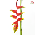 Pendula Fire Cracker - (Per Stem)