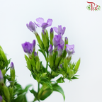 Phlox - Purple Heart (Per Bunch)