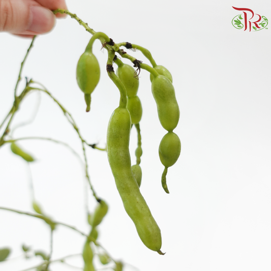 Jade Pendant Flower (Per Bunch)