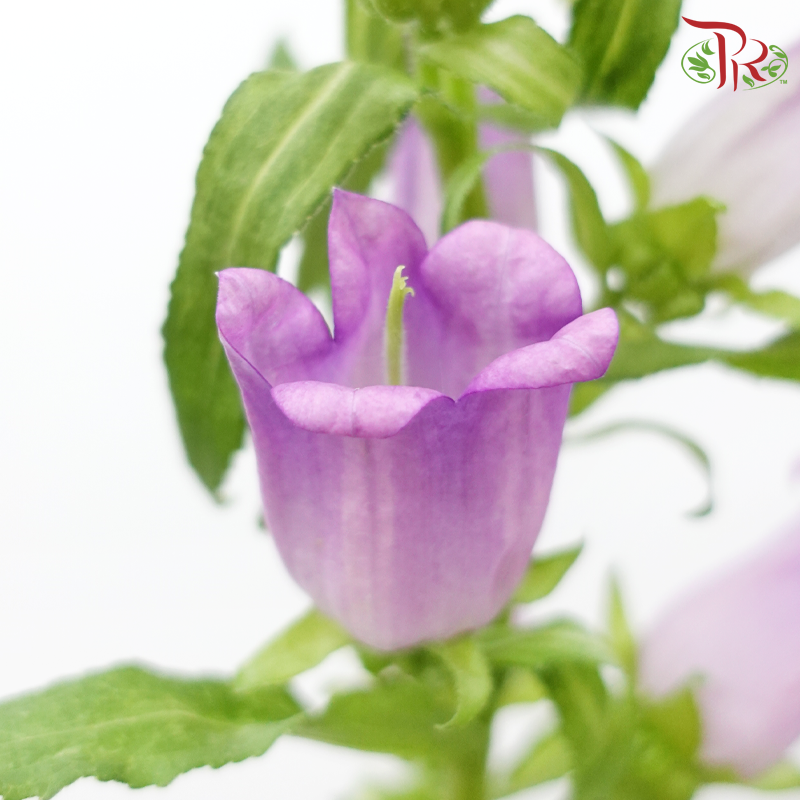 Campanula - Champion Type Lilac (5 Stems)