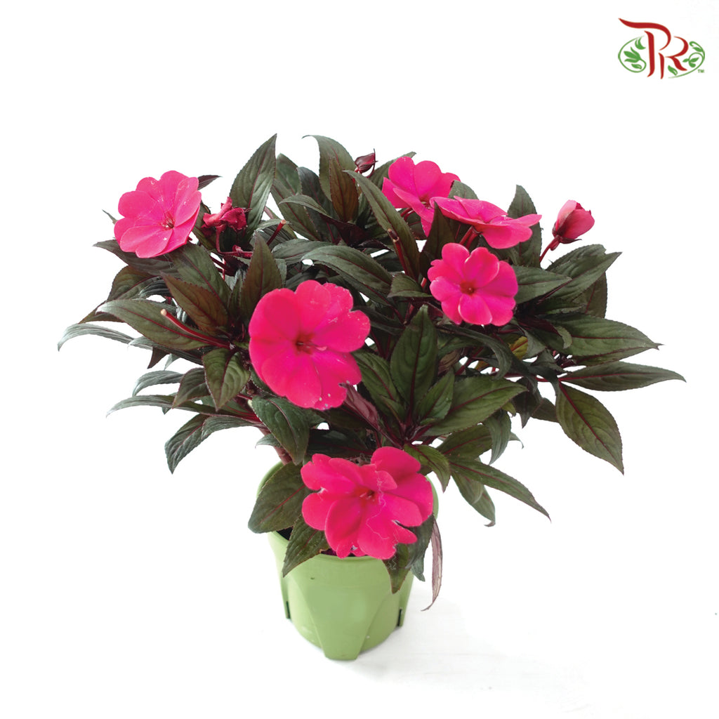 Impatiens P150凤仙花 F02 (Random Choose Colour)