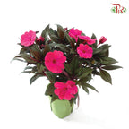 Impatiens P150凤仙花 F02 (Random Choose Colour)