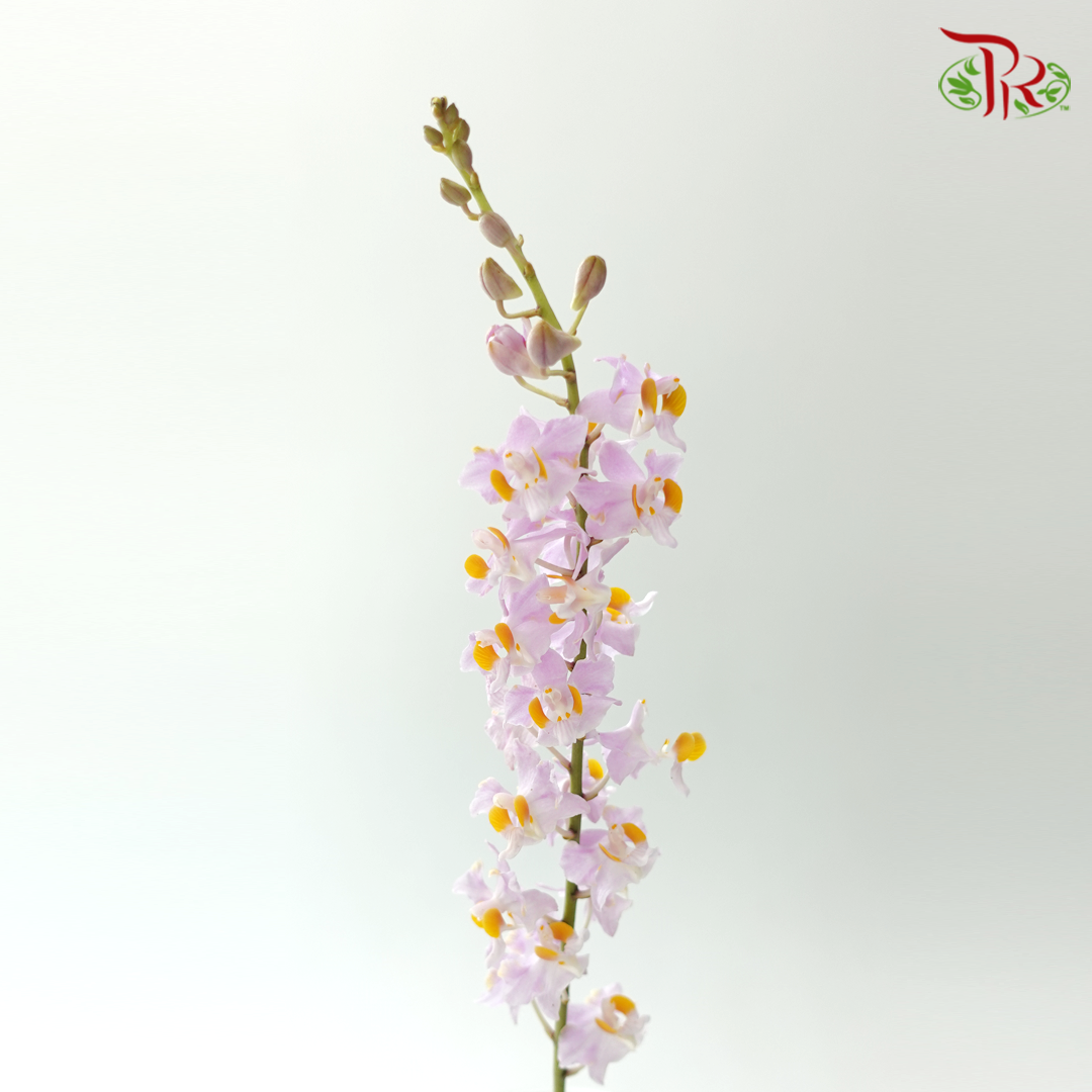Mokara Orchid- Light Pink Dhovo (5 Stems)