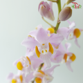Mokara Orchid- Light Pink Dhovo (5 Stems)