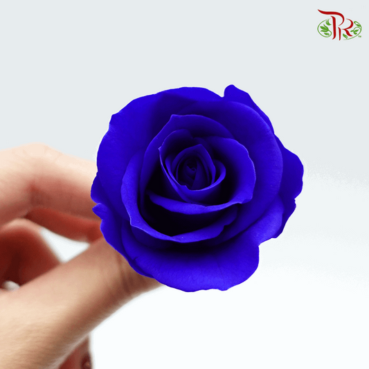 10 Bloom Rose - Admiral Blue-China-prflorist.com.my