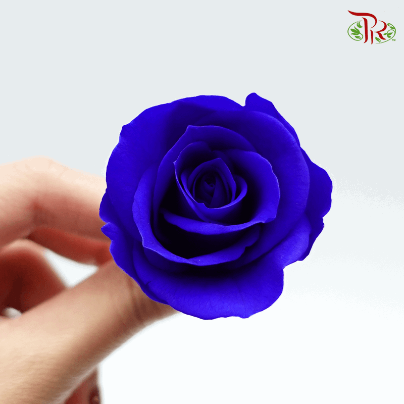 10 Bloom Rose - Admiral Blue-China-prflorist.com.my